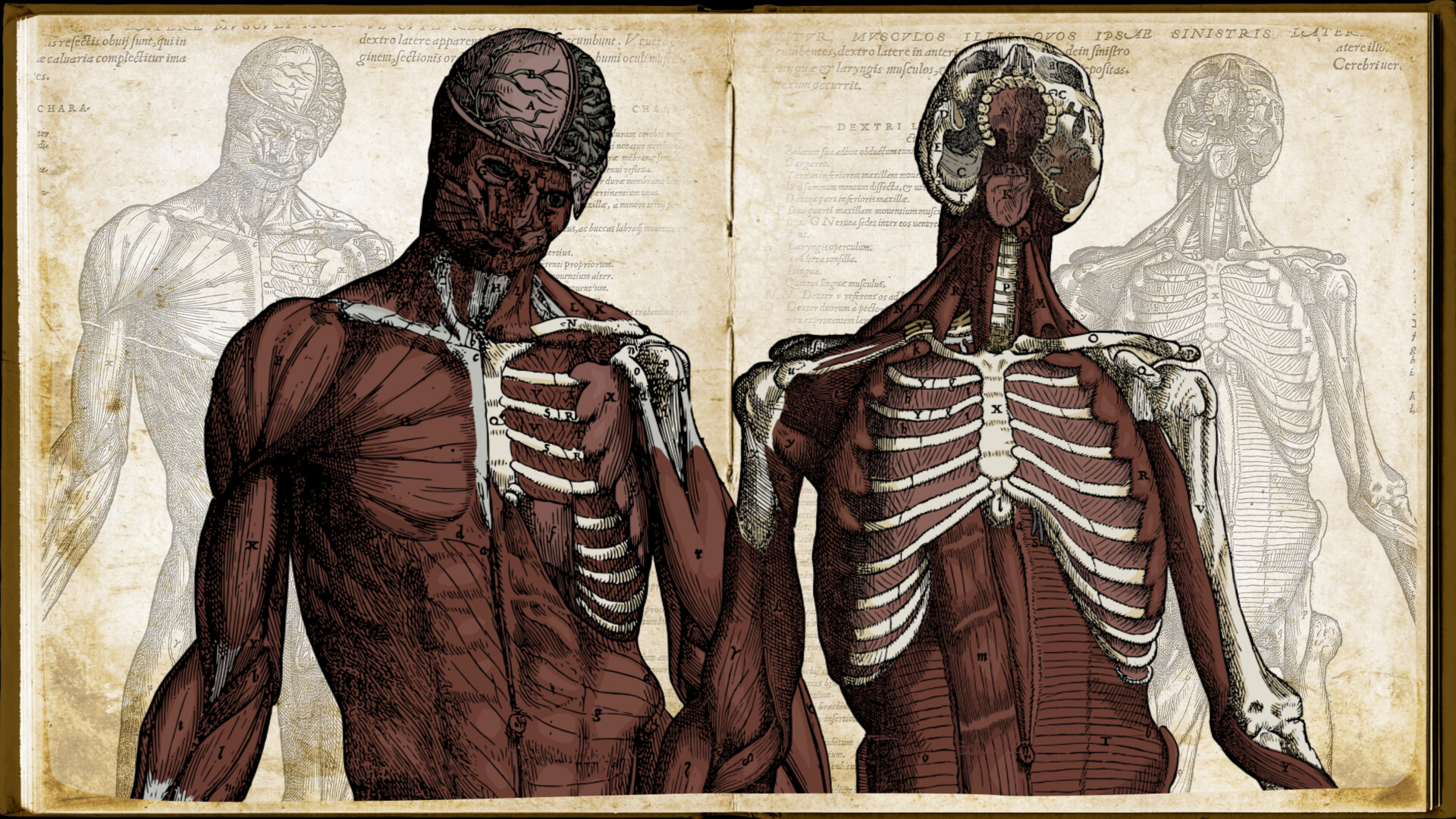 Wound Man